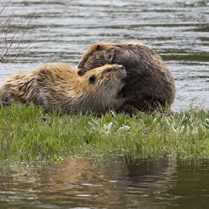 Beaver pair grooming one another
