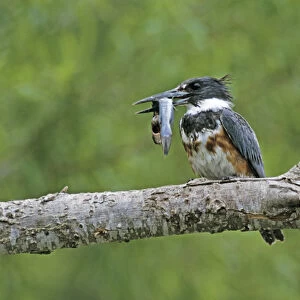 Belted Kingfisher, Megaceryle alcyon, young with Catfish, Starr County, Rio Grande Valley