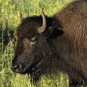Bison (Bison bison) Custer State Park SD