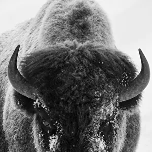 Bison bull frosty morning
