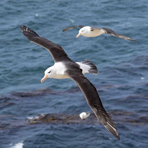 Black-browed Albatross ( Thalassarche melanophris ) or Mollymawk, flight shot. South America
