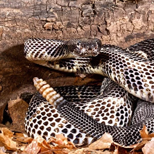 Black Phase Timber Rattlesnake, Crotalus horridus horridus, Native to North Eastern US