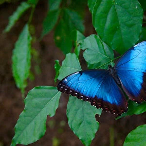 Blue morpho, Monte Verde, Costa Rica