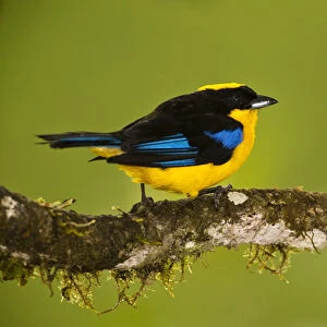 Blue-winged Mountain-tanager (Anisognathus somptuosus) Mindo Cloud Forest