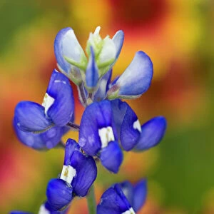 Bluebonnet, Lupinus texensis, Wildflowers, Hill Country, Brenham, Texas, USA