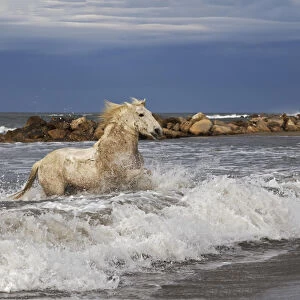 Camargue horse running out of surf, southern France