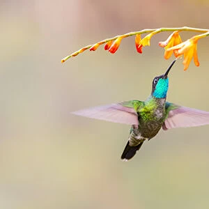 Central America, Costa Rica. Male talamanca hummingbird feeding