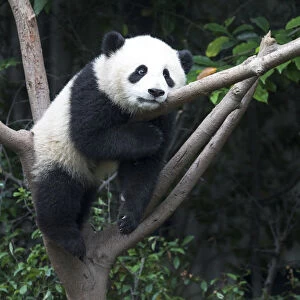 China, Sichuan Province, Chengdu, Chengdu Research Base of Giant Panda Breeding