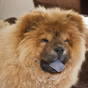 A Chow Chow puppy standing indoors with tan background