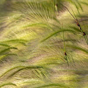 Close-up of foxtail barley in Medicine Lake National Wildlife Refuge, Montana, USA