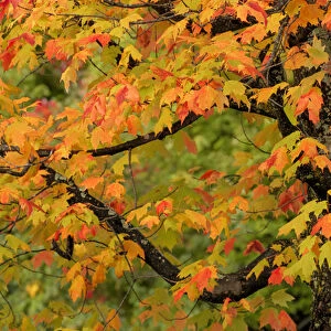 Close-up of maple tree with fall color, Upper Peninsula of Michigan, Hiawatha National Forest