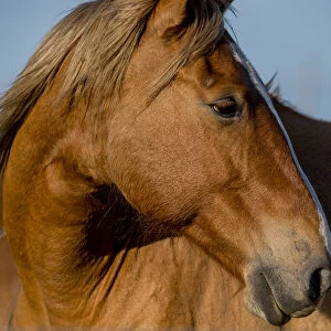 Close-up of a wild horse living in Flint Hills of Kansas