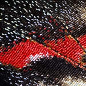 Close-up detail Wing Pattern of Butterfly