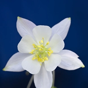 A closeup photo of a white Columbine (Aquilegia scopulorum) flower variety found