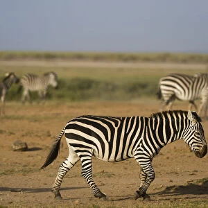 Common zebras (Equus quagga), Amboseli National Park, Kenya