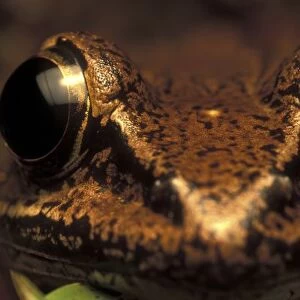 Costa Rica, Alajuela Province, Close-up of White-lipped Frog (Leptodactylus labialis)