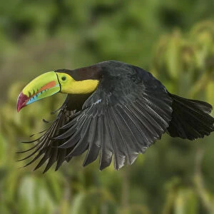 Costa Rica. Keel-billed toucan in flight