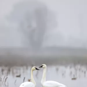 Cosumnes River Preserve, California, USA. Two tundra swans in fog