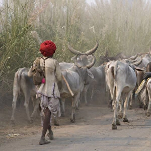 Cows on the road, Delhi, India