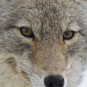 Coyote Close-up