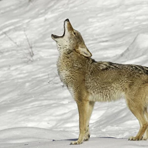 Coyote howling in winter, (Captive) Montana Canis latrans Canid