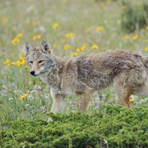 Coyote late spring