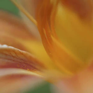 Day lily abstract