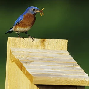 Eastern Bluebird (Sialia sialis) male with mealworms at nestbox Marion Co. IL