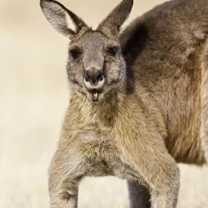 Eastern Grey Kangaroo or Forester Kangaroo (Macropus giganteus), portrait