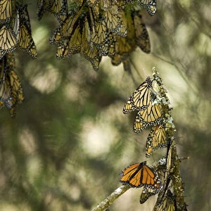 El Rosario Monarch Butterfly Reserve, Michoacan, near Angangueilo, Mexico