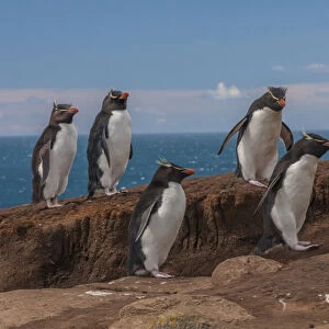 Falkland Islands, Saunders Island. Group of rockhopper penguins