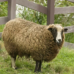 Fall City, Washington State, USA. Jacob Sheep mixed breed in pasture by wooden fence