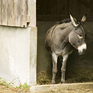 Fall City, Washington State, USA. Donkey in her shelter