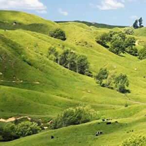 Farmland near Gisborne, New Zealand