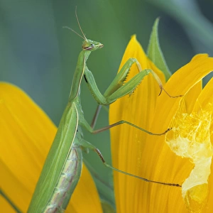 Female praying mantis with egg sac on sunflower