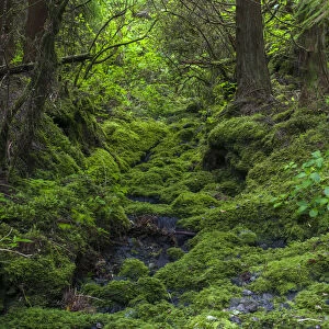 Forest near Cabeco Grodo. Faial Island, an island in the Azores in the Atlantic Ocean