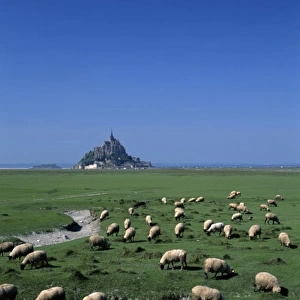 France, Basse Normandie, Manche, Mont Saint Michel, sheep grazing