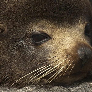 Galapagos Fur Seal (Arctocephalus galapagoensis) Cabo Douglas, Fernandina Island