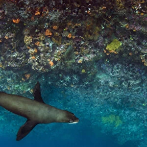 Galapagos Fur Seal (Arctocephalus galapagoensis) GALAPAGOS ISLANDS