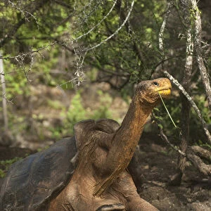 Galapagos Giant Tortoise - Saddleback form (Geochelone elephantophus hoodensis)