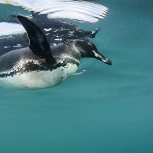 Galapagos Penguin (Spheniscus mendiculus) GALAPAGOS ISLANDS ECUADOR