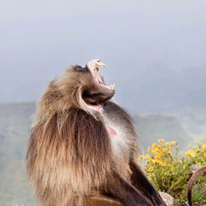 Gelada, Gelada Baboon (Theropithecus gelada), Ethiopia