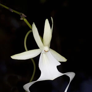 Ghost Orchid in bloom, Polyrrhiza lindenii, Florida (wild)