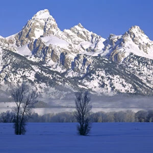 GRAND TETON NATIONAL PARK, WYOMING. USA. Fog & frosted trees below Grand Teton in winter