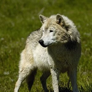 Gray Wolf (Canis lupus) also known as Timber Wolf. Bear World, Wyoming. USA