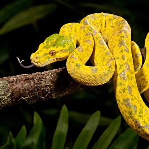 Green Tree Python, Morelia (Chondropython) viridis, Native to New Guinea