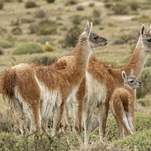 Guanaco and baby (Lama guanaco), Andes Mountain, Torres del Paine National Park, Chile