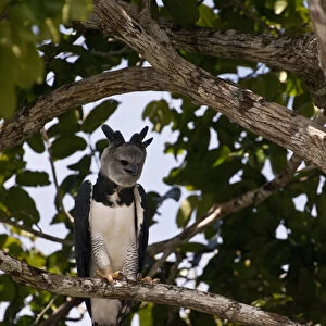 Harpy Eagle (Harpia harpyja) Rainforest Rewa River GUYANA. South America