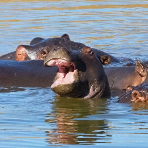Hippos in the river, Mkhaya Game Reserve, Swaziland