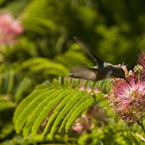 A hummingbird feeds from a pink flower